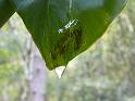 021 Tadpoles on leaf